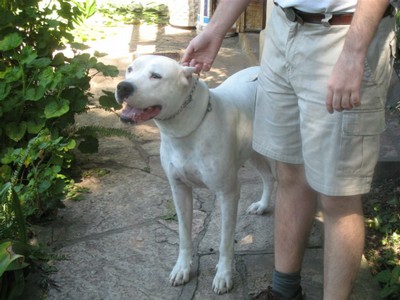 Tarka, ein Dogo Argentino