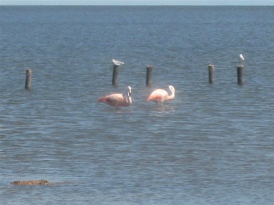 Flamingos