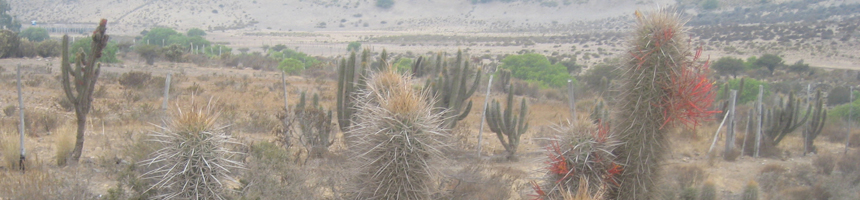 Kakteen in Chile