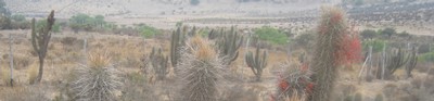 Kakteen in Chile