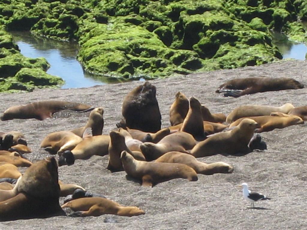 Lobo Marino auf Valdes